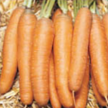 Bolero Carrot