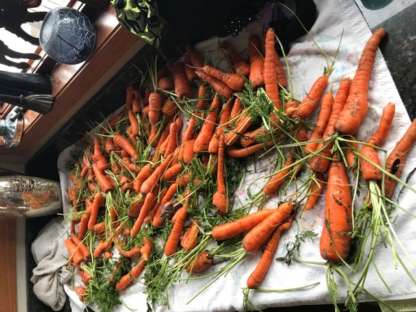 Danvers Carrot