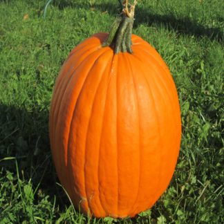 Howden pumpkin